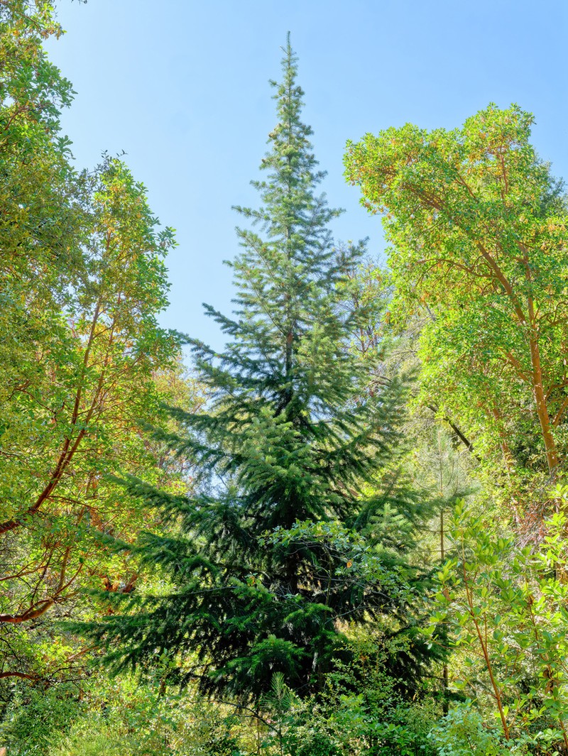 Bristlecone Fir photo 5