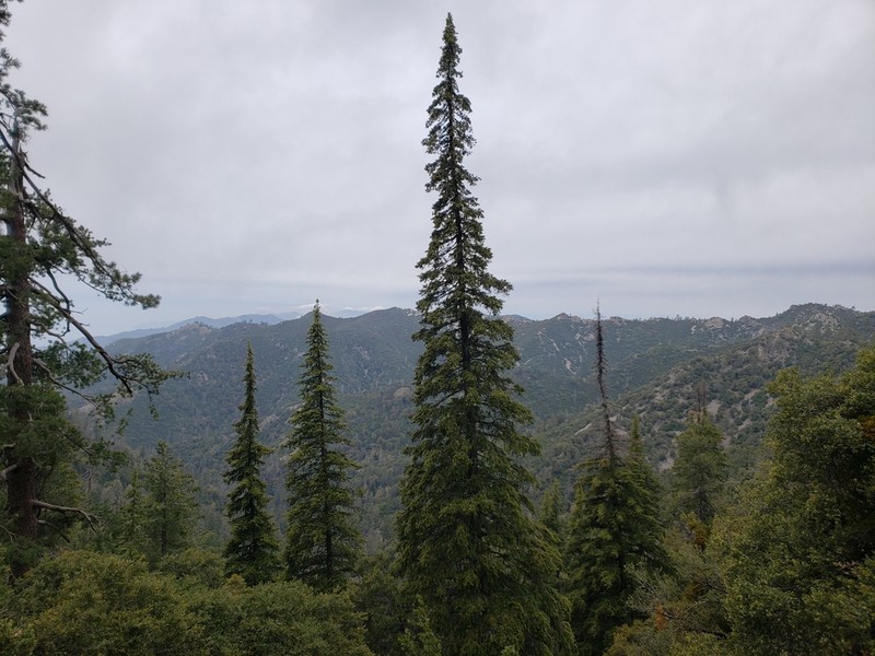 Bristlecone Fir photo 6
