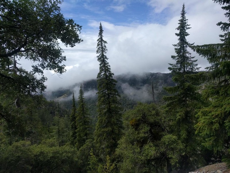 Bristlecone Fir photo 7