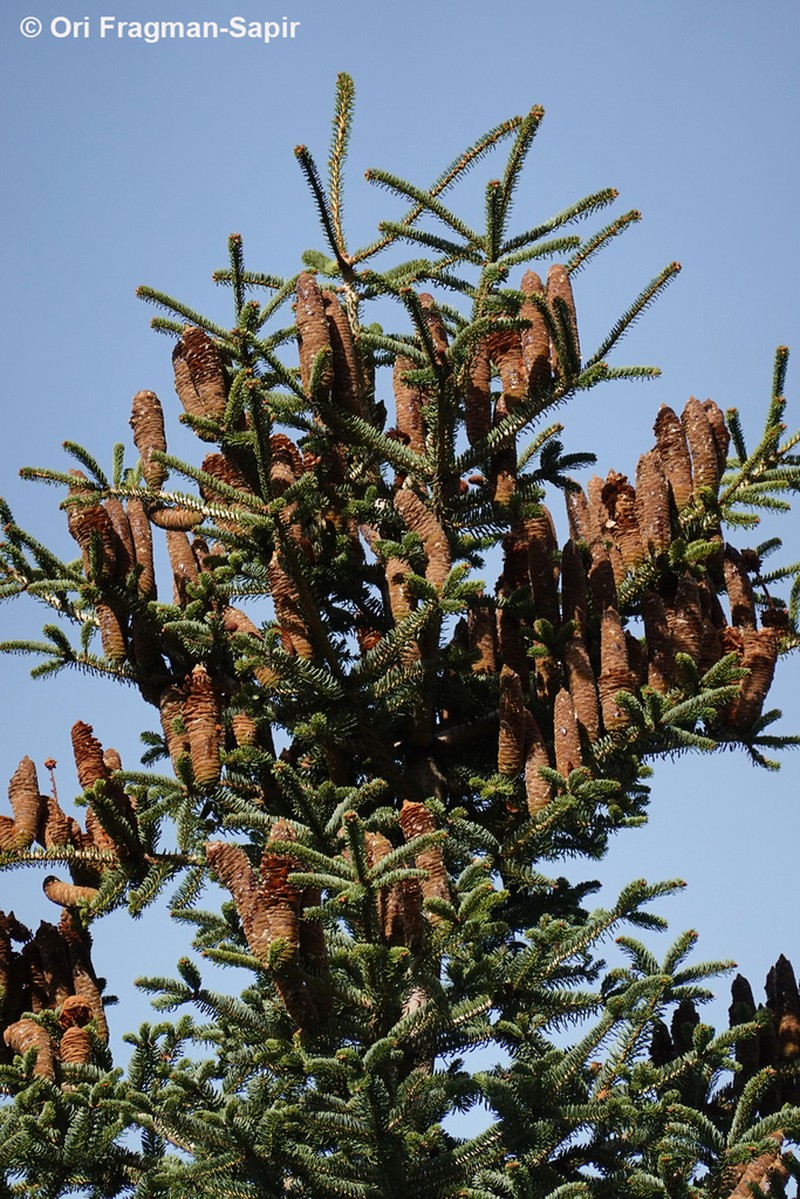 Abies cephalonica photo 2
