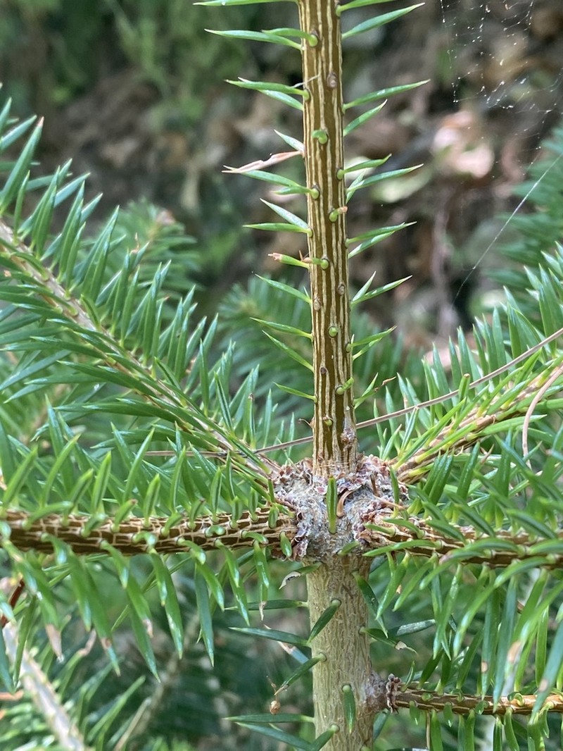 Abies cephalonica photo 3