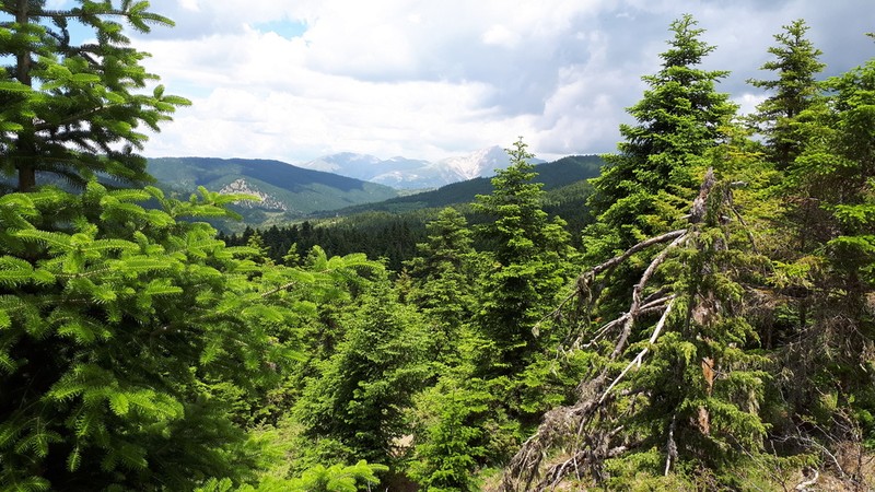 Abies cephalonica photo 4