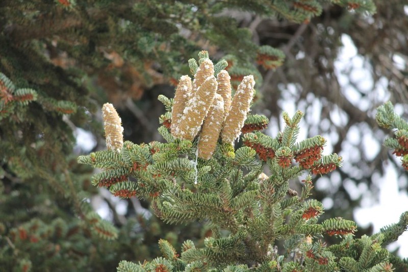 Abies cephalonica photo 5