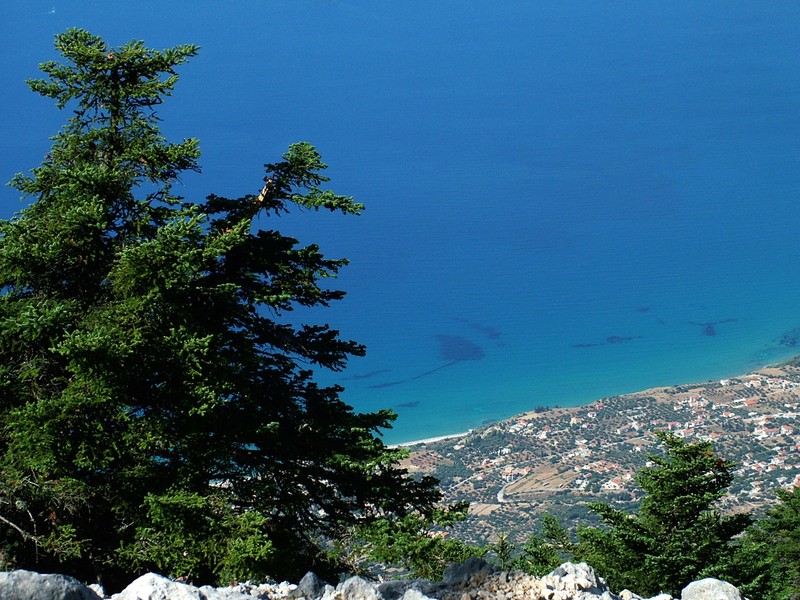 Abies cephalonica photo 6