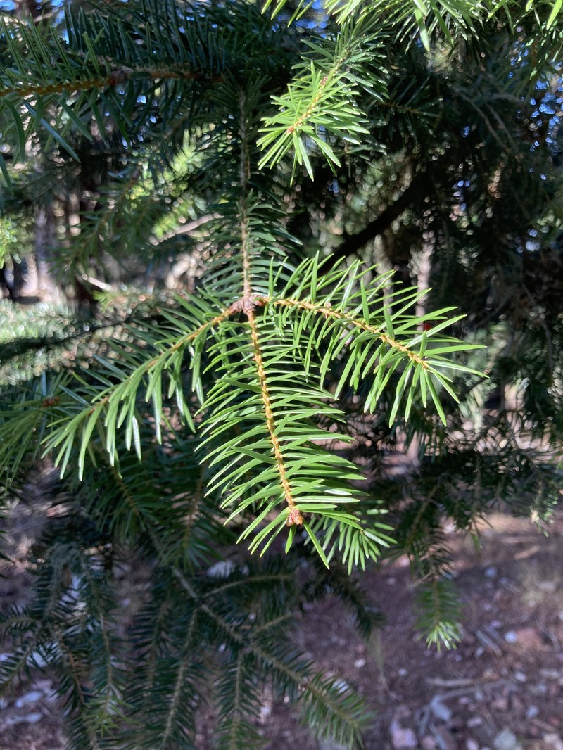 Abies cephalonica photo 7