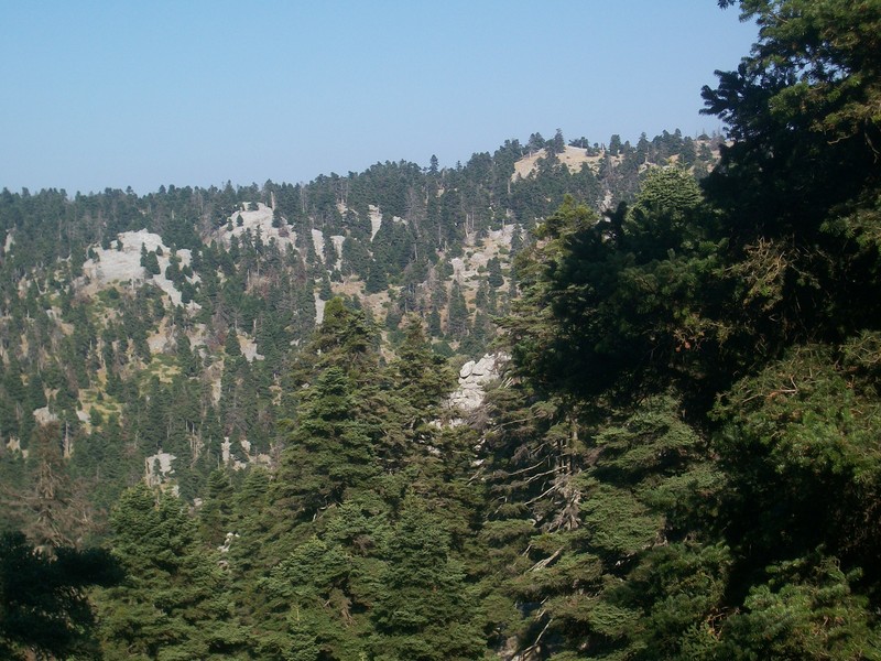 Abies cephalonica photo 8