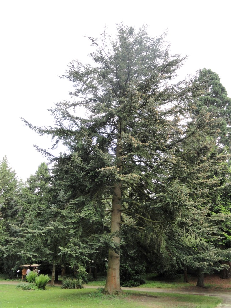 Abies chensiensis
