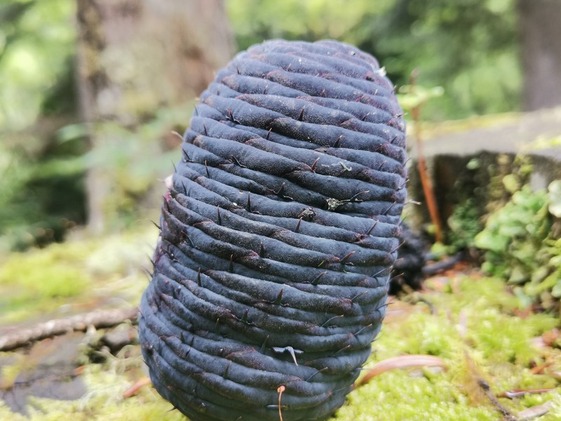 Abies chensiensis photo 3