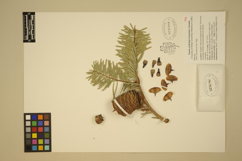 Abies chensiensis photo 4