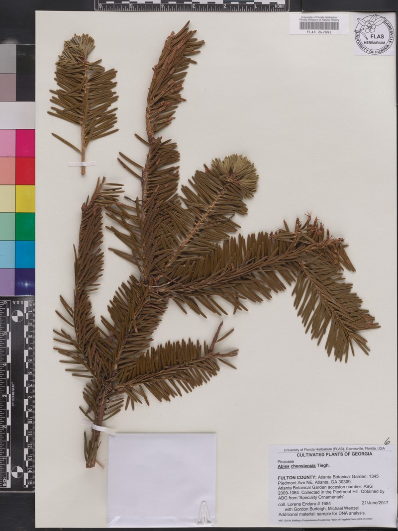 Abies chensiensis photo 6