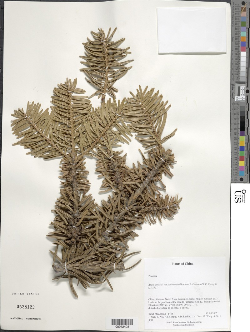 Abies chensiensis photo 7