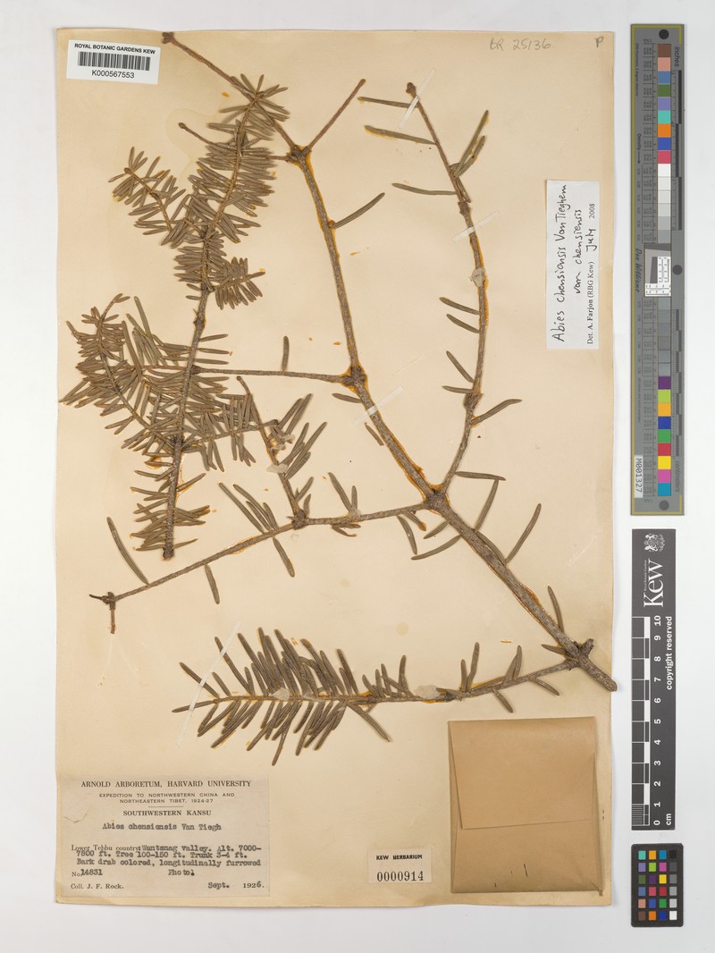 Abies chensiensis var. chensiensis
