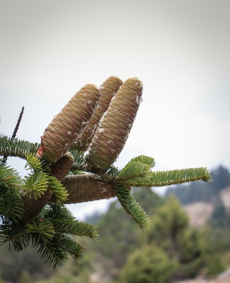 Abies cilicica photo 2
