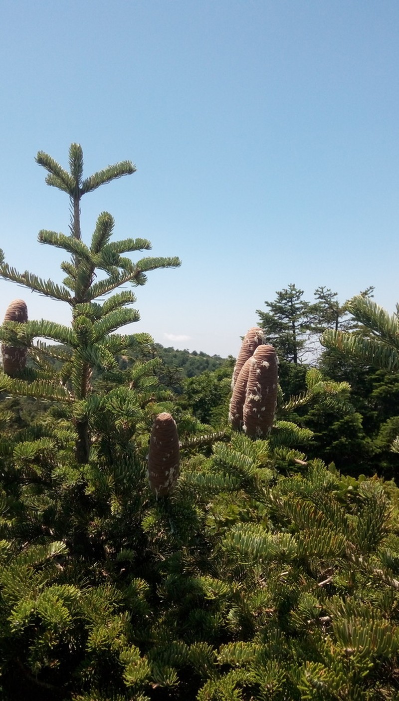 Abies cilicica photo 3