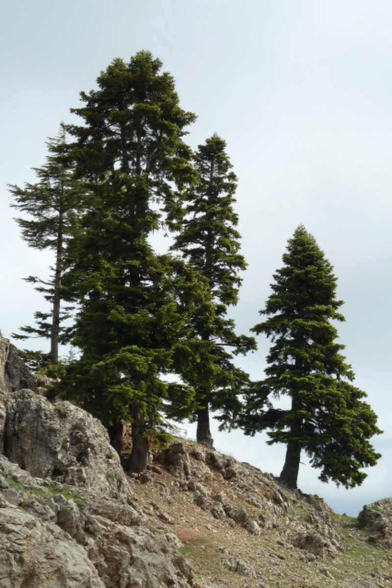 Abies cilicica photo 4