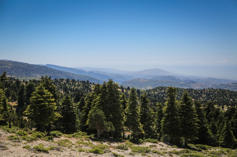 Abies cilicica photo 5
