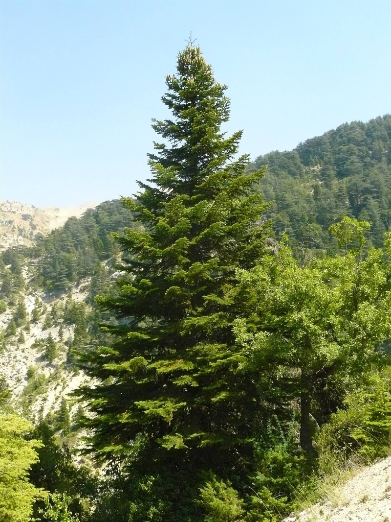 Abies cilicica photo 6
