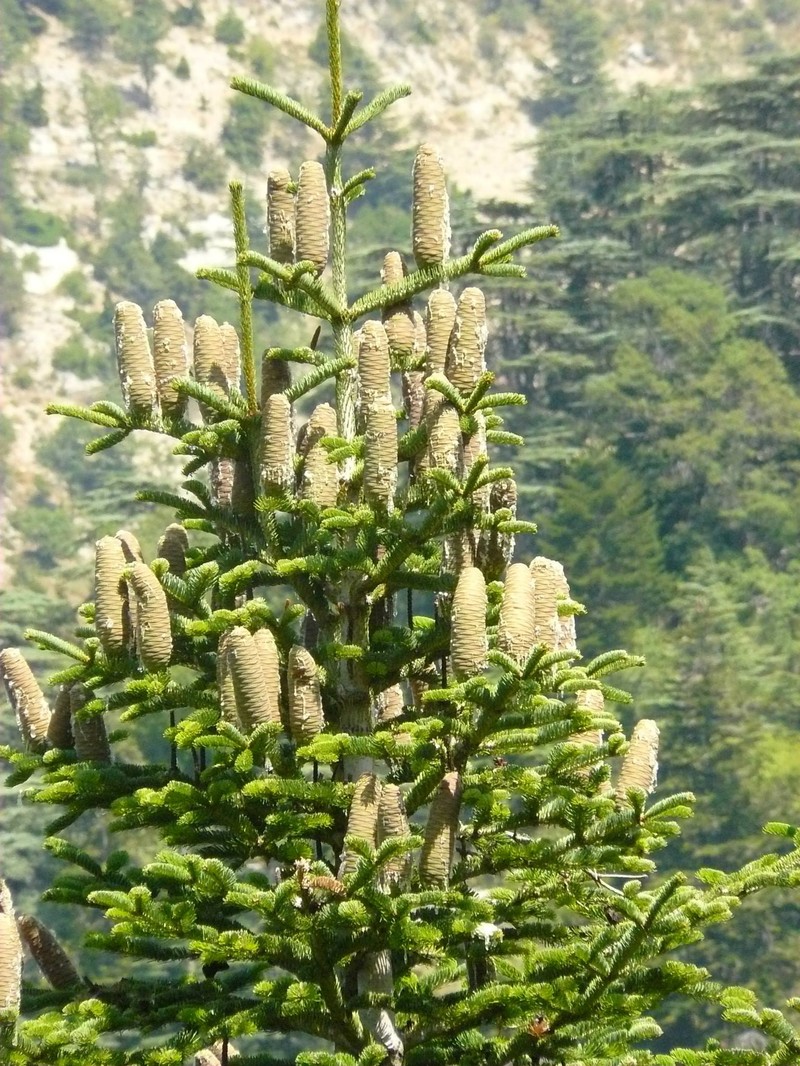 Abies cilicica photo 7