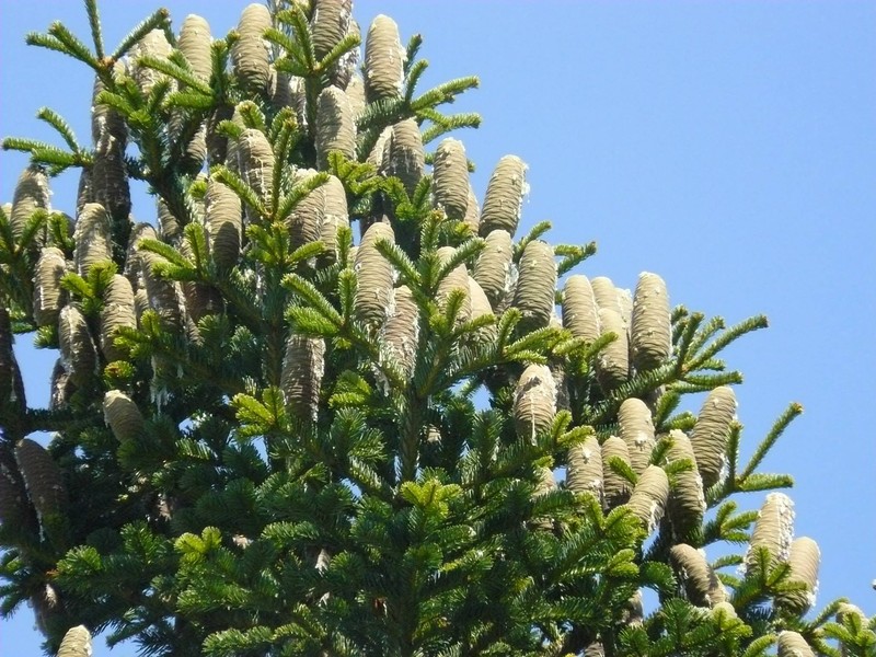 Abies cilicica photo 8