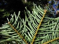 Sierra White Fir