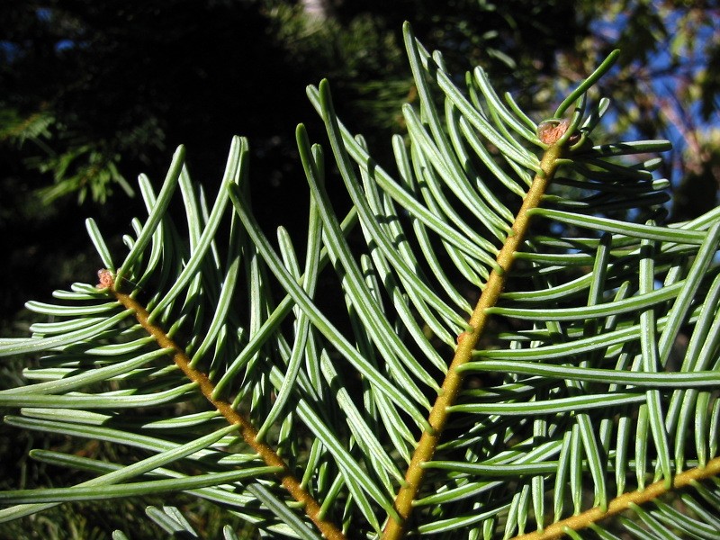 Sierra White Fir