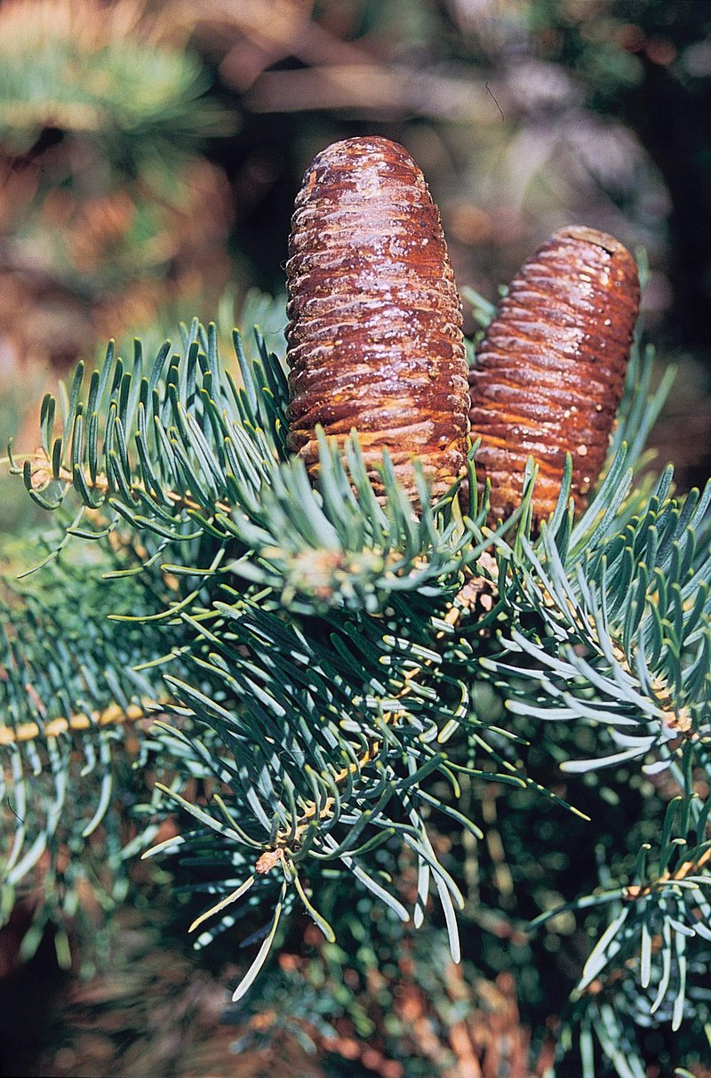White Fir photo 4