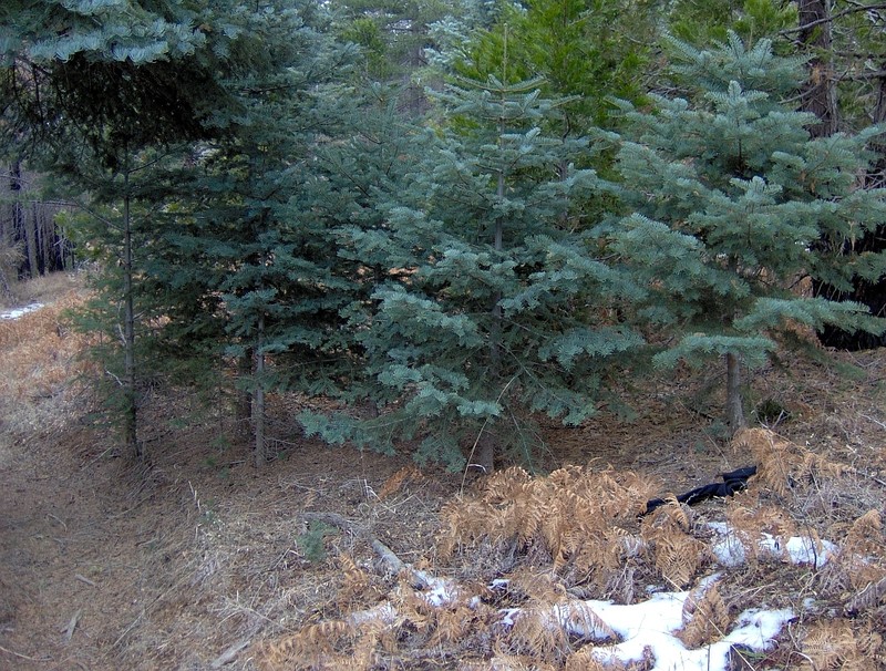 Sierra White Fir photo 5