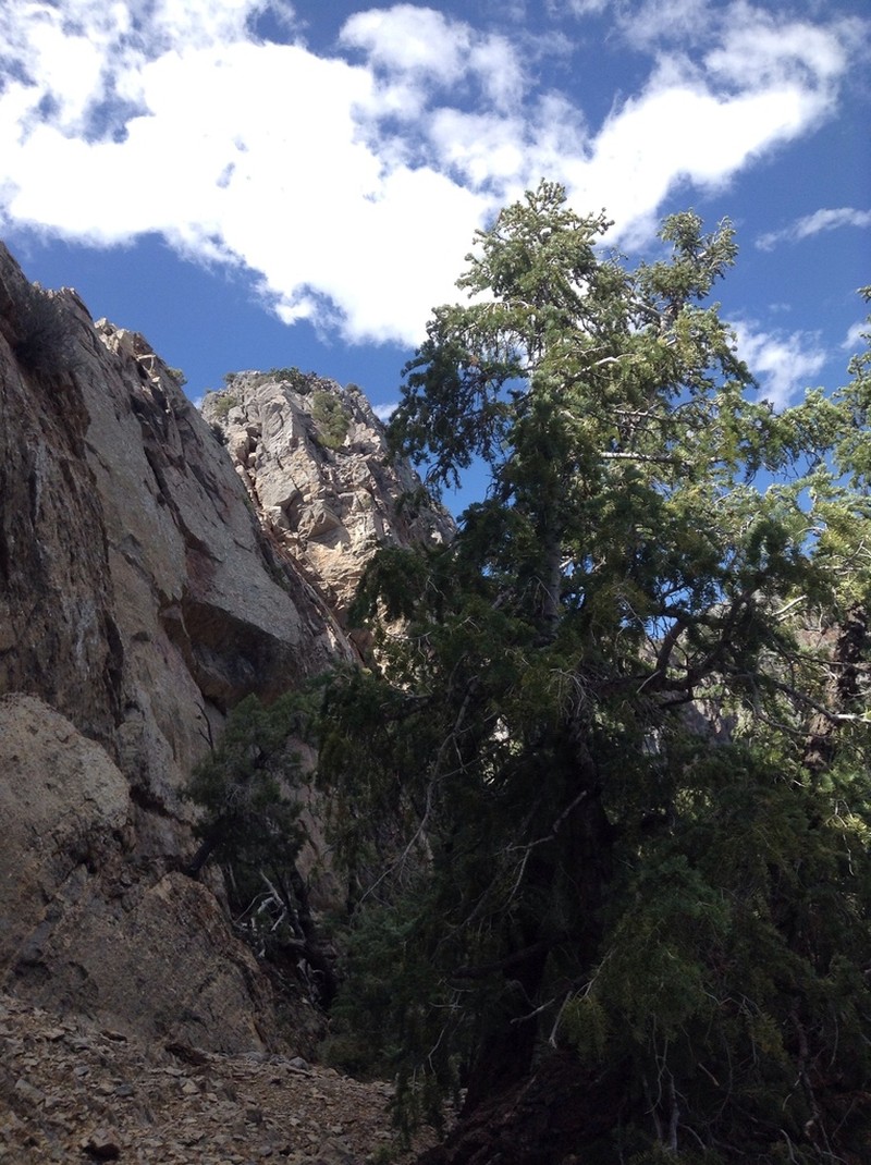 Sierra White Fir photo 7