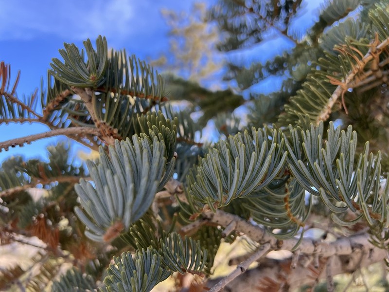 Sierra White Fir photo 8