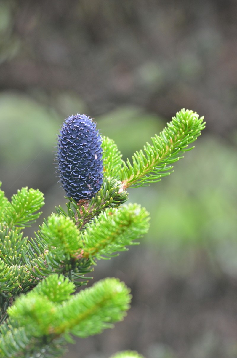 Abies delavayi photo 2