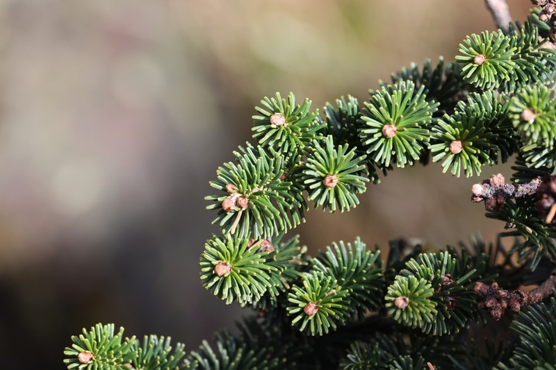 Abies delavayi photo 4