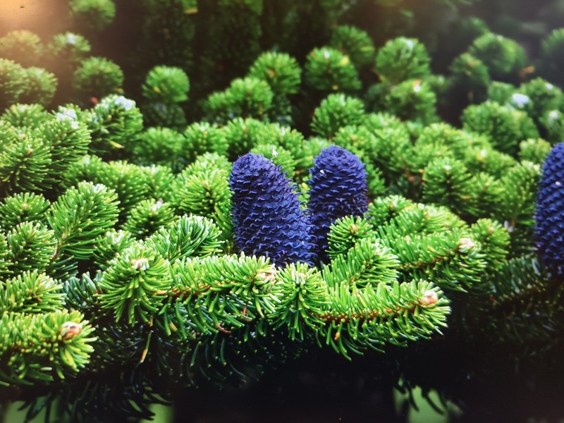 Abies delavayi photo 5