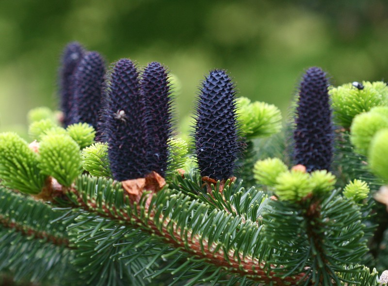 Abies delavayi photo 8