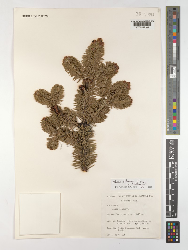 Abies delavayi subsp. delavayi