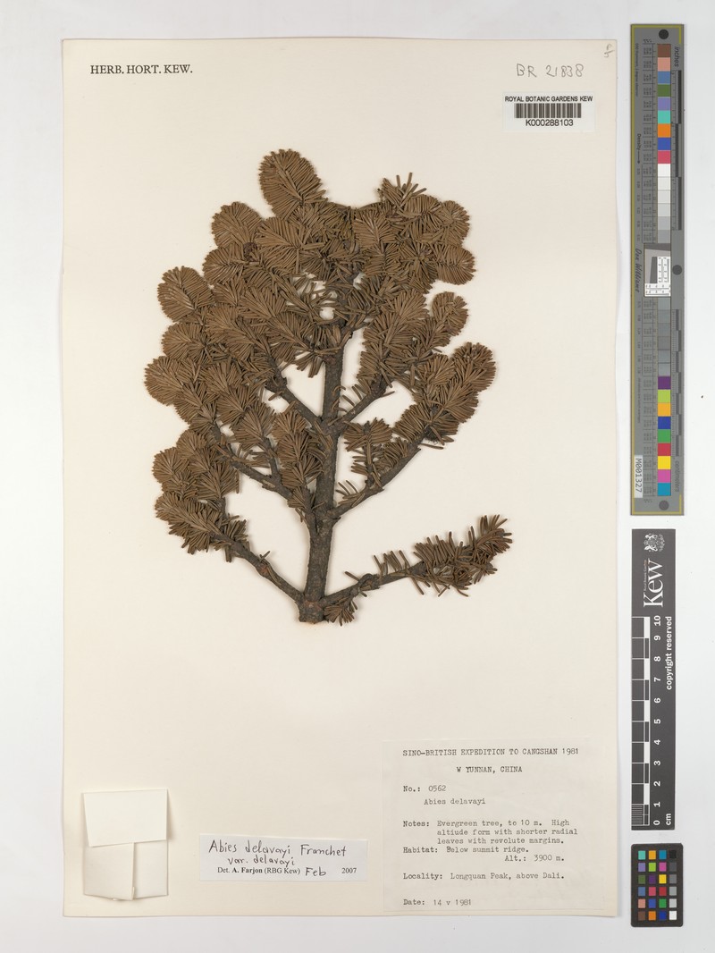 Abies delavayi subsp. delavayi photo 2