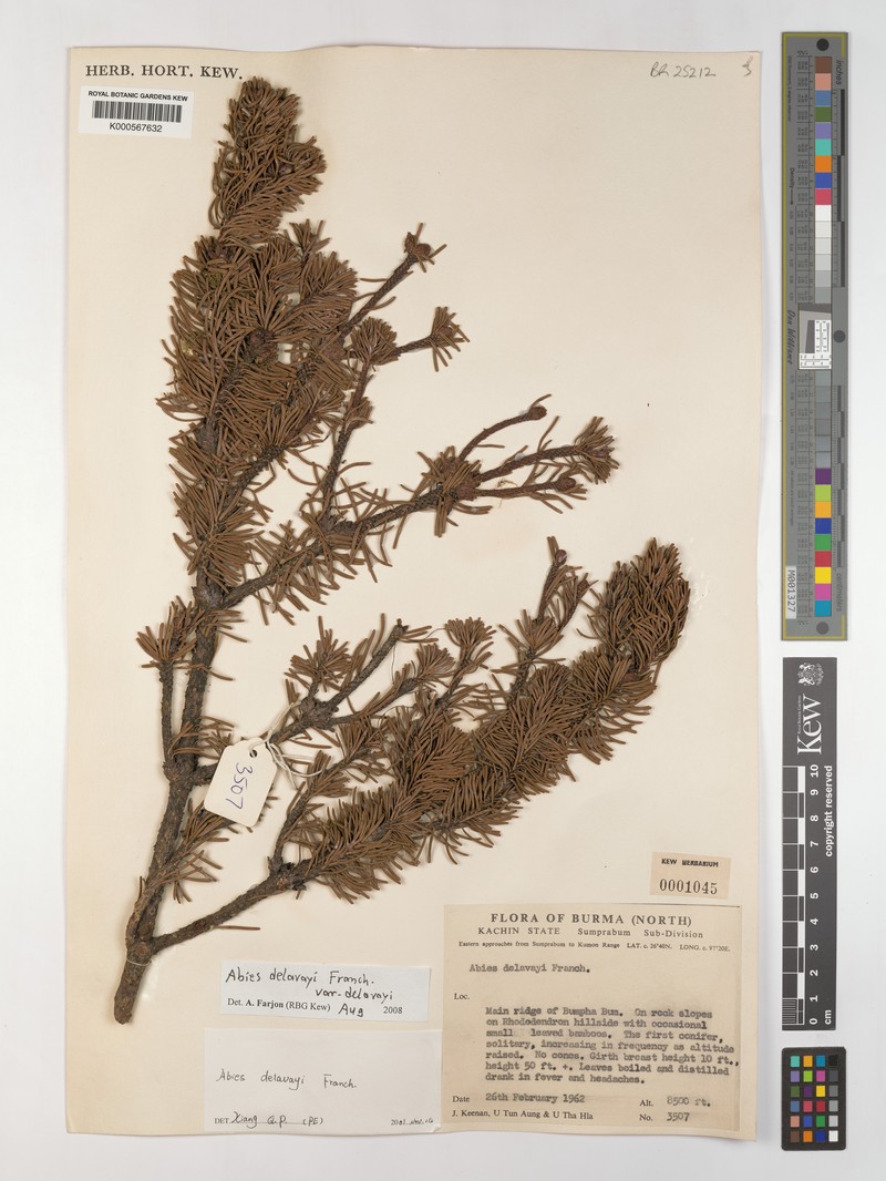 Abies delavayi subsp. delavayi photo 3