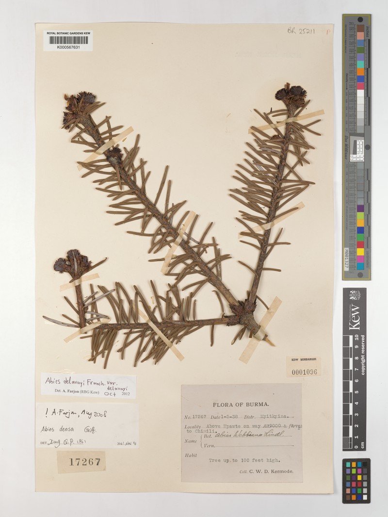 Abies delavayi subsp. delavayi photo 4