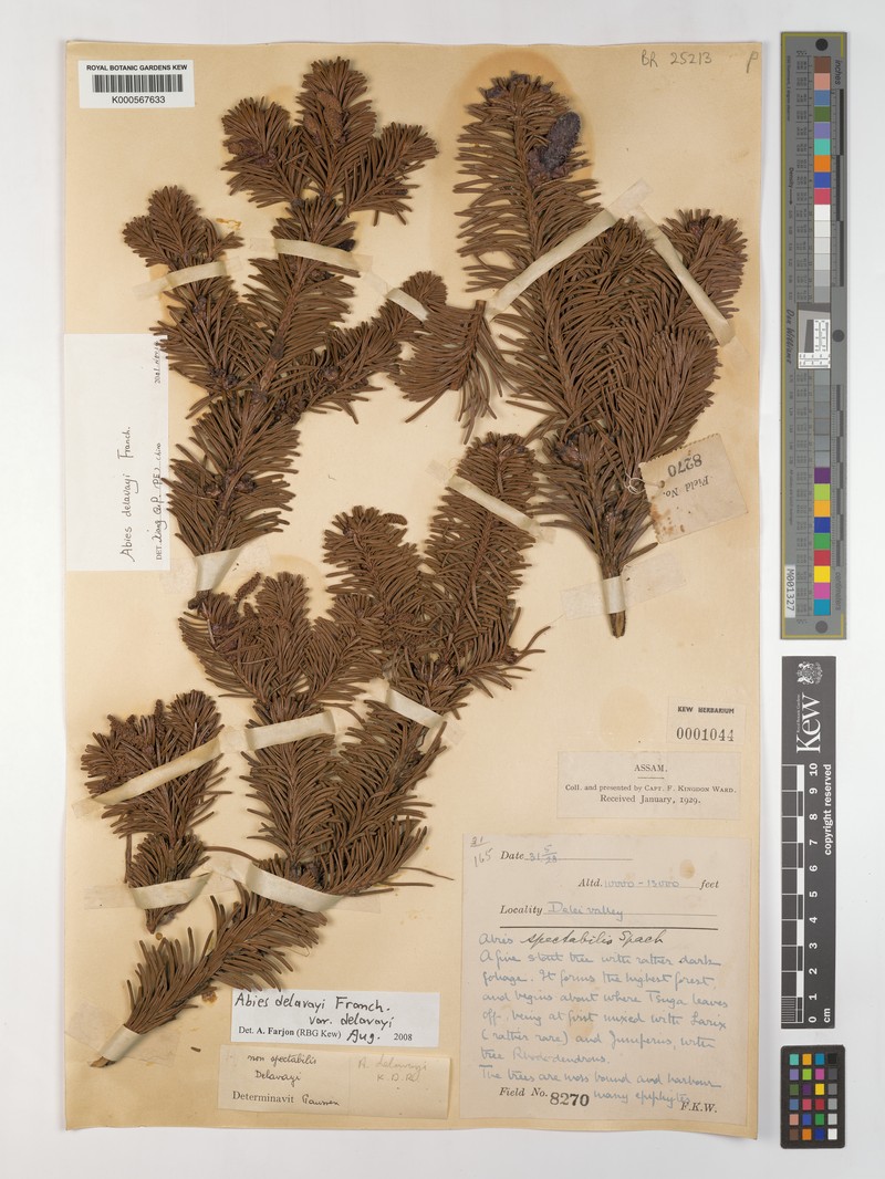 Abies delavayi subsp. delavayi photo 5