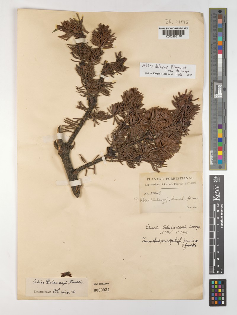 Abies delavayi subsp. delavayi photo 6