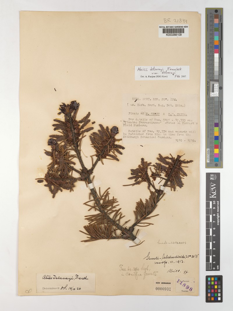 Abies delavayi subsp. delavayi photo 7