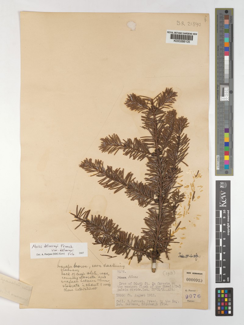 Abies delavayi subsp. delavayi photo 8