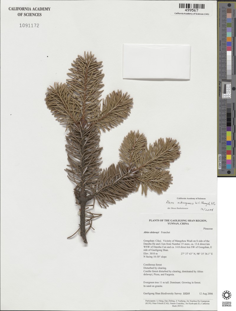 Abies delavayi var. nukiangensis
