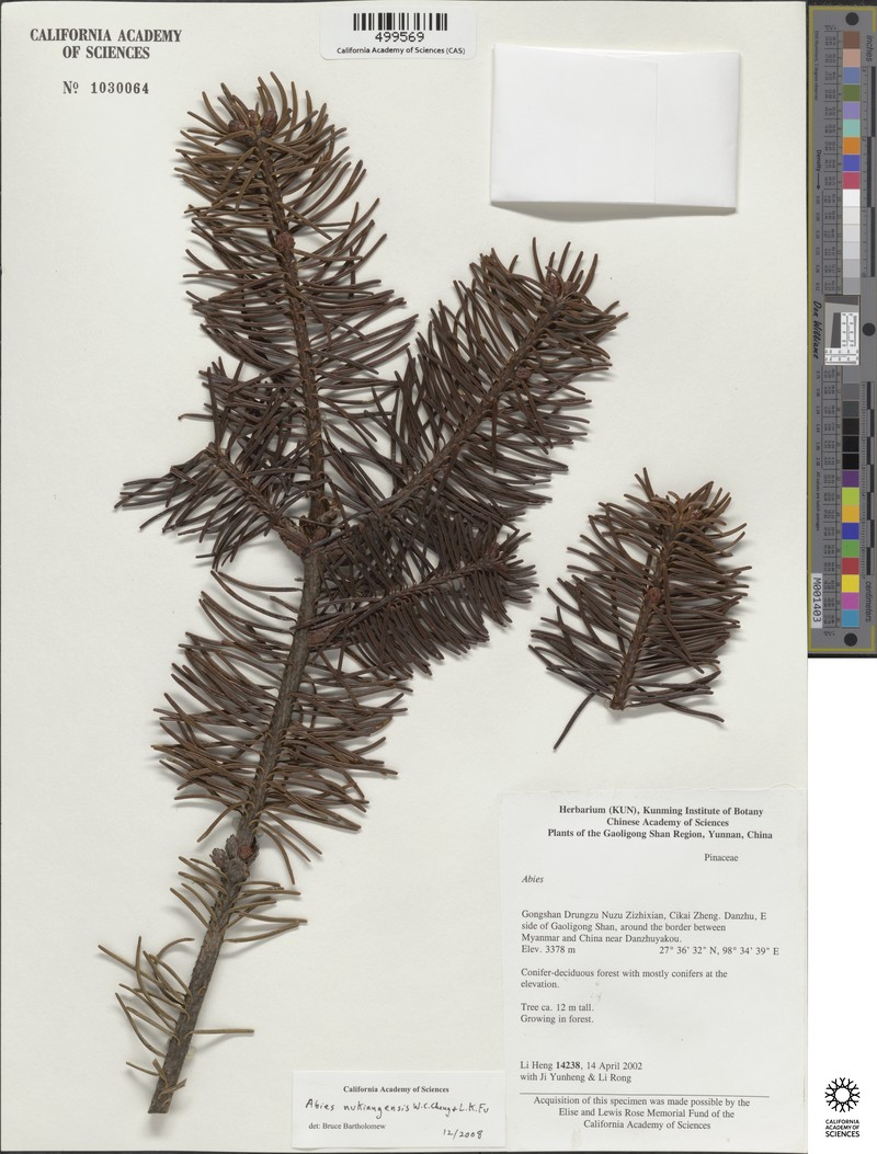 Abies delavayi var. nukiangensis photo 2