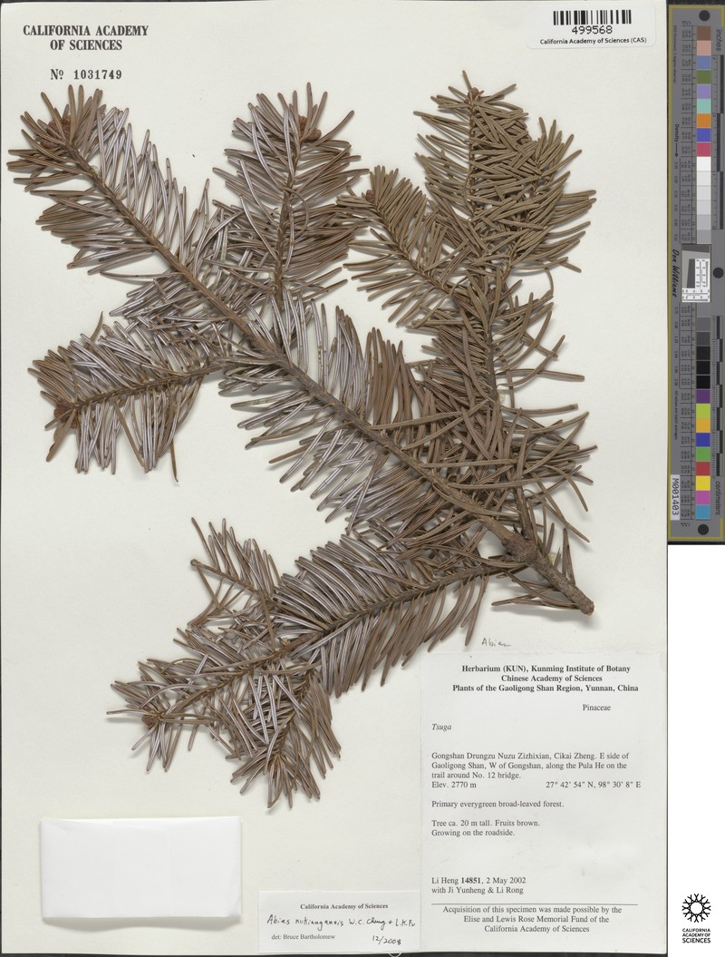 Abies delavayi var. nukiangensis photo 3