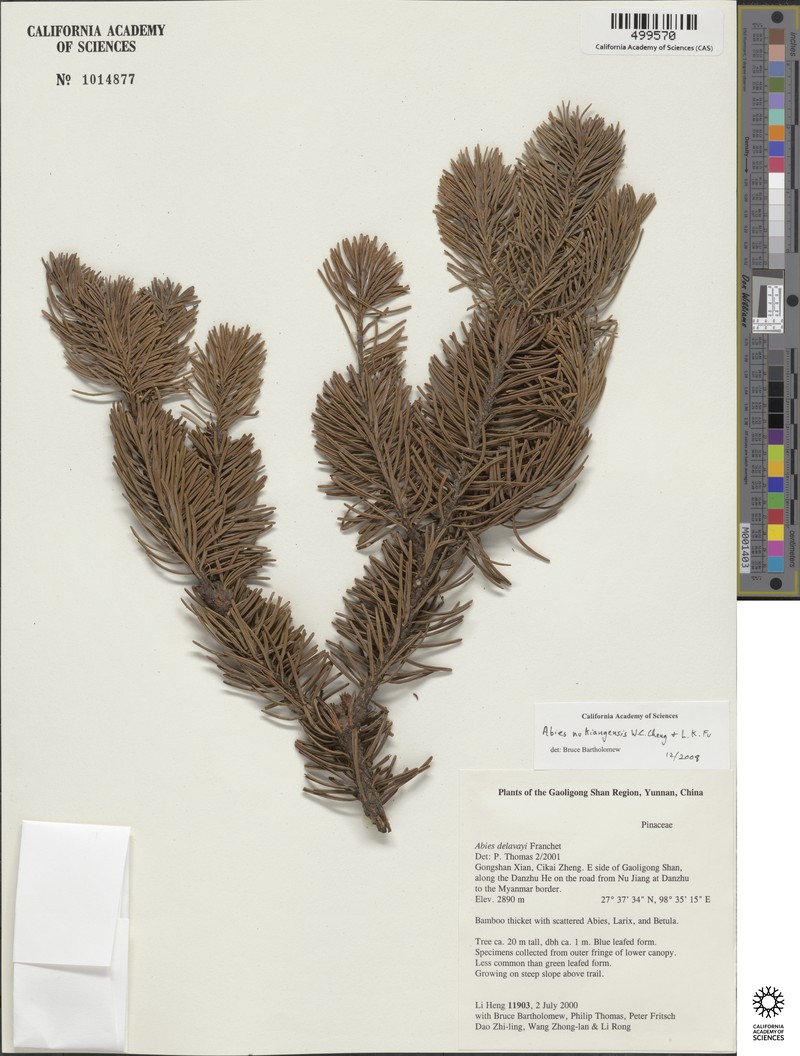 Abies delavayi var. nukiangensis photo 4