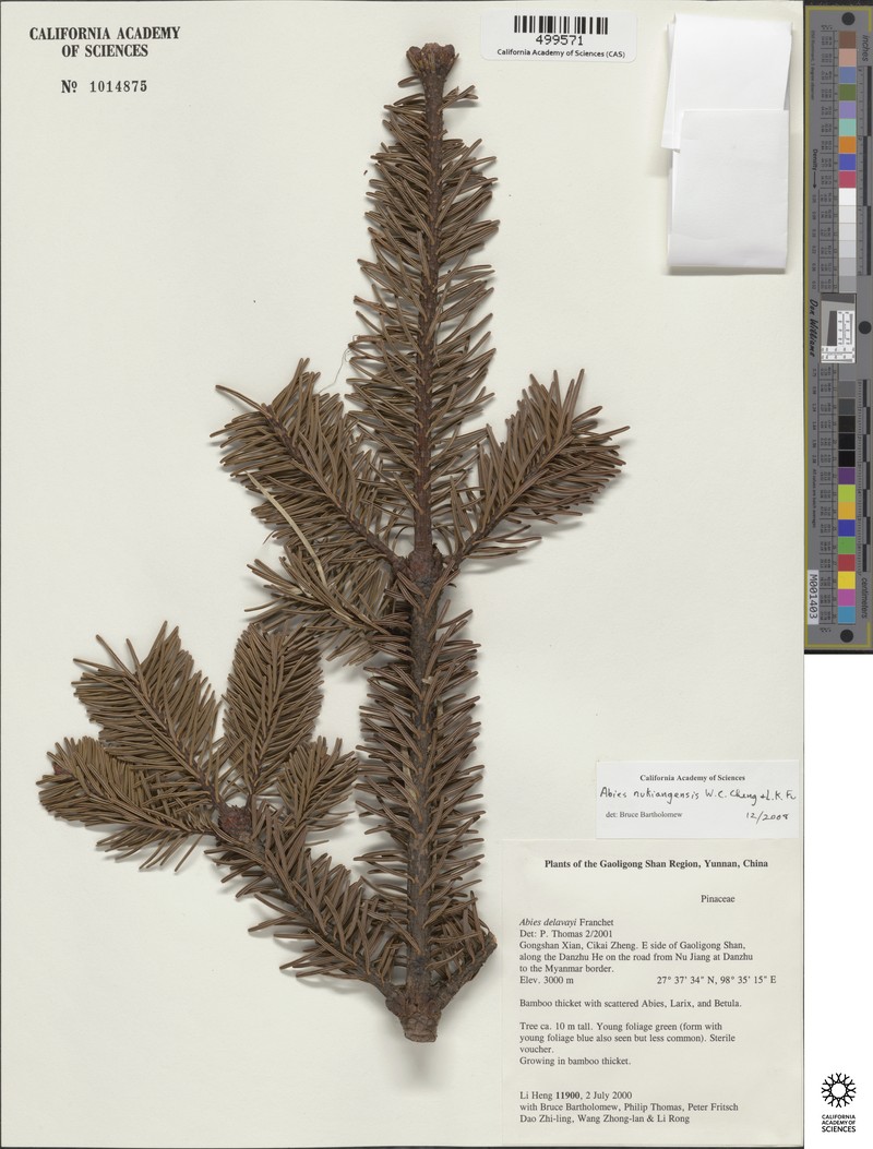 Abies delavayi var. nukiangensis photo 5
