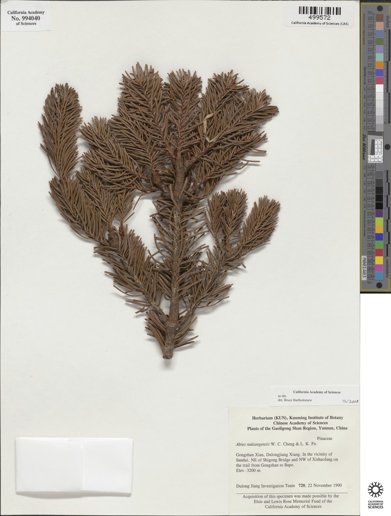 Abies delavayi var. nukiangensis photo 6