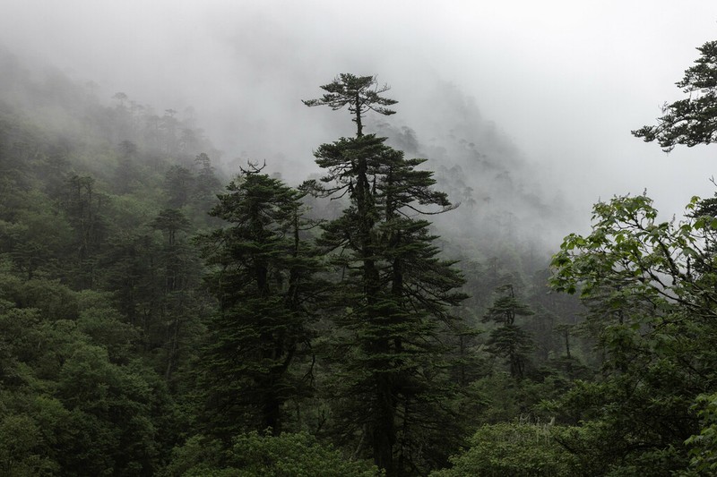 Abies densa photo 2