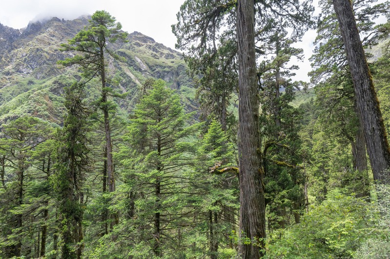 Abies densa photo 3