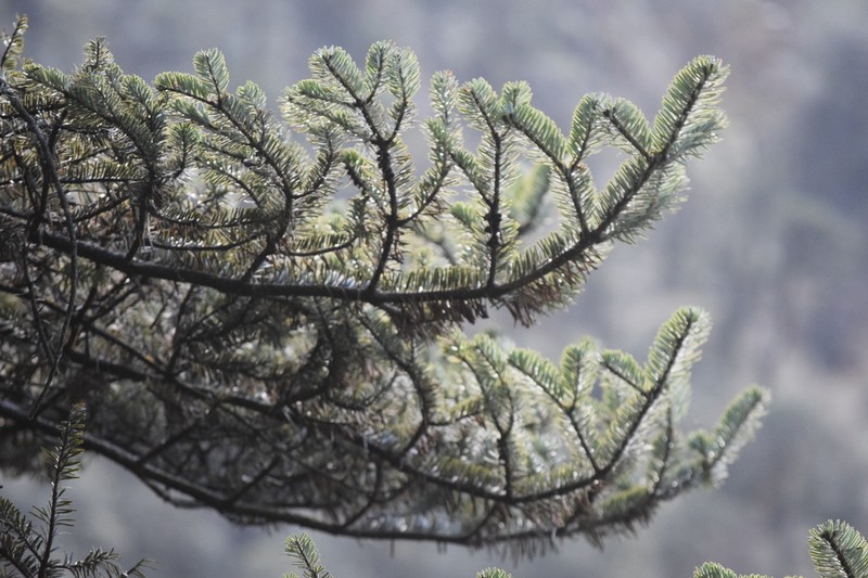 Abies densa photo 4